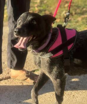 Rescue Australian Cattle Dog Blue Heeler and Australian Shepherd Dogs for Adoption in West Plains, Missouri - Bindi | PetCurious