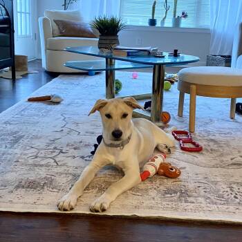 Rescue Labrador Retriever Dogs for Adoption in Longview, Texas - Duncan | PetCurious