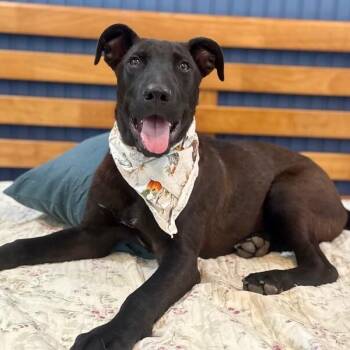 January baby Bandera -  Labrador Retriever and German Shepherd Dog Dog for Adoption in Friendswood, Texas - January Baby Bandera | PetCurious
