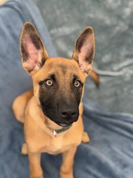 FLEX -  Belgian Shepherd Malinois and Mixed Breed Dog for Adoption in Fort Wayne, Indiana - FLEX | PetCurious
