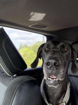 Rescue Great Dane Dogs for Adoption in Bullard, Texas - Willow | PetCurious