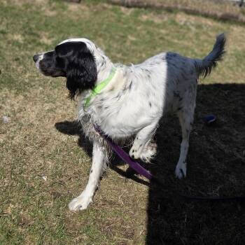 English Setter Dogs Available for Adoption - Wyatt | PetCurious