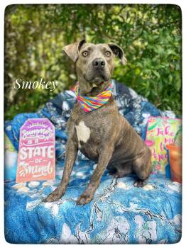 Smokey -  American Staffordshire Terrier Dog for Adoption in Sebring, Florida - Smokey | PetCurious