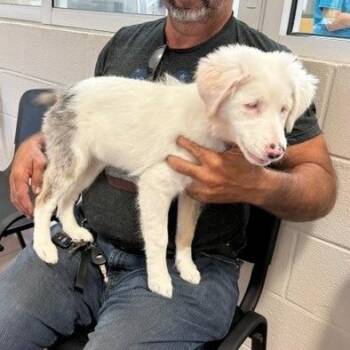 Chara -  Australian Cattle Dog Blue Heeler Dog for Adoption in West Palm Beach, Florida - Chara | PetCurious