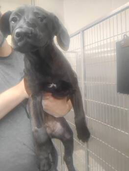 Gouda -  Mixed Breed Dog for Adoption in Lake City, Arkansas - Gouda | PetCurious