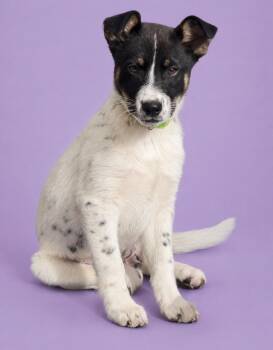 Australian Cattle Dog Blue Heeler and German Shepherd Dog Dogs Available for Adoption in Manteca, California - Missy | PetCurious