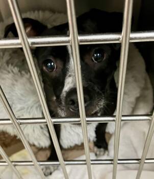 Peewee -  Chihuahua Dog for Adoption in Parma, Ohio - Peewee | PetCurious