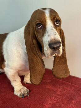 Cornbread -  Basset Hound Dog for Adoption in Meherrin, Virginia - Cornbread | PetCurious