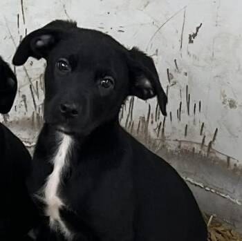 Rescue Black Labrador Retriever Dogs for Adoption in Spring, Texas - George | PetCurious