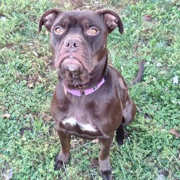 Rescue Mixed Breed Dogs for Adoption in Fredericksburg, Virginia - Starla | PetCurious