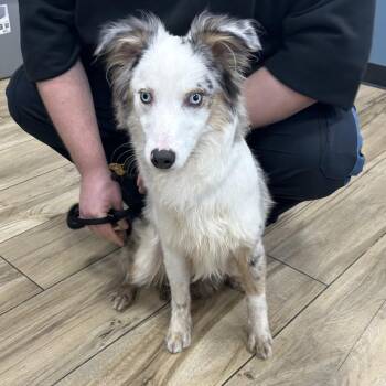 Border Collie and Australian Shepherd Dogs Available for Adoption - Comet-Stray-45900 | PetCurious