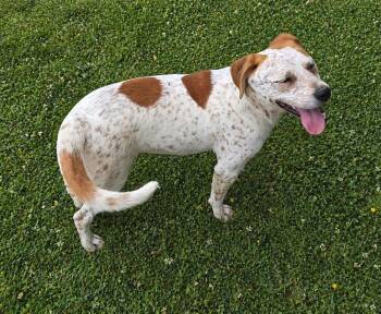 Pointer Dogs Available for Adoption in Boston, Massachusetts - Amy | PetCurious