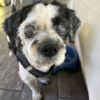 Martin -  Shih Tzu and Lhasa Apso Dog for Adoption in Stamford, Connecticut - Martin | PetCurious