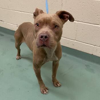 Rescue Mixed Breed Dogs for Adoption in Memphis, Tennessee - Skye | PetCurious