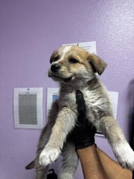 Mixed Breed Dogs Available for Adoption - Silver* | PetCurious