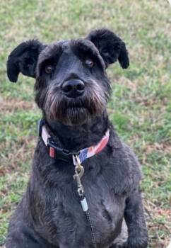 Theo -  Miniature Schnauzer Dog for Adoption in York, South Carolina - Theo | PetCurious