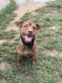 Henry -  Catahoula Leopard Dog and Pit Bull Terrier Dog for Adoption in South Charleston, Ohio - Henry | PetCurious