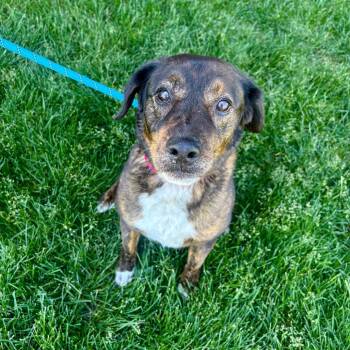 Wink -  Retriever and Mixed Breed Dog for Adoption in Great Falls, Montana - Wink | PetCurious