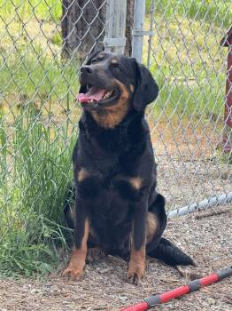 Rottweiler and Shepherd Dogs Available for Adoption in Libby, Montana - Ruby | PetCurious