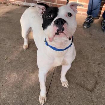 Wybie -  American Bully Dog for Adoption in Waterloo, Iowa - Wybie | PetCurious