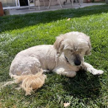 Choddy -  Shih Tzu and Mixed Breed Dog for Adoption in Las Vegas, Nevada - Choddy | PetCurious