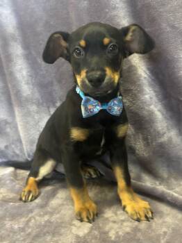 Rescue Terrier Dogs for Adoption in Lodi, California - Benny | PetCurious