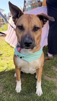 Black Mouth Cur Dogs Available for Adoption - Nora | PetCurious