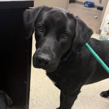 Black Labrador Retriever Dogs Available for Adoption in Birmingham, Alabama - Maverick | PetCurious