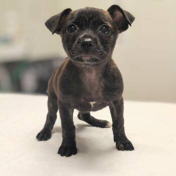 Tula -  Pit Bull Terrier and Chihuahua Dog for Adoption in Griswold, Connecticut - Tula | PetCurious