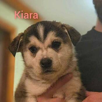 Husky Dogs Available for Adoption - Kiara (20260219-04) | PetCurious