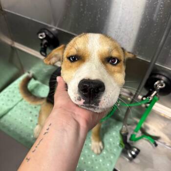 Wesley -  Mixed Breed Dog for Adoption in Tacoma, Washington - Wesley | PetCurious