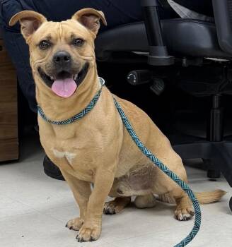 Terrier and Mixed Breed Dogs Available for Adoption - Crawfish | PetCurious