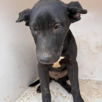 Shepherd and Black Labrador Retriever Dogs Available for Adoption - Gully | PetCurious