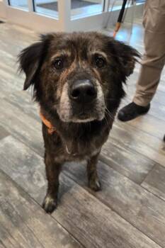 Shepherd Dogs Available for Adoption in Sidney, Ohio - Marble Yrly 174 | PetCurious