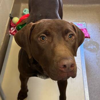 Rescue German Shorthaired Pointer Dogs for Adoption in Hinesville, Georgia - Browning | PetCurious