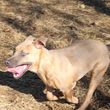 Mixed Breed Dogs Available for Adoption - Vessa | PetCurious