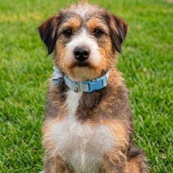 Thelma -  Terrier Dog for Adoption in Ottawa Hills, Ohio - Thelma | PetCurious