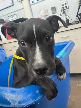 Rescue Mixed Breed Dogs for Adoption in Dallas, Texas - ZIGGY | PetCurious