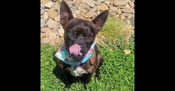 Buckley McGee-4613-Asheville, NC -  Boston Terrier Dog for Adoption in Maryville, Tennessee - Buckley McGee-4613-Asheville, NC | PetCurious