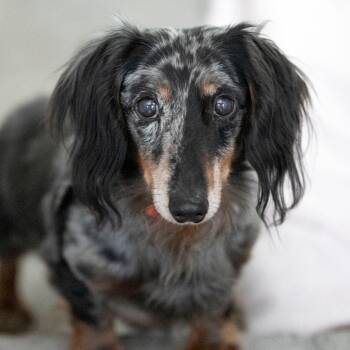Dachshund Dogs Available for Adoption in Peyton, Colorado - Dagwood (AP26-133) | PetCurious