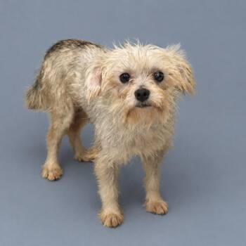 Chess -  Yorkshire Terrier and Terrier Dog for Adoption in Hondo, Texas - Chess | PetCurious