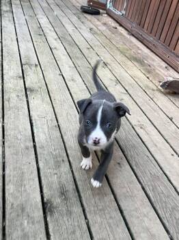 American Bully Dogs Available for Adoption - Biscuit - Male Puppy | PetCurious