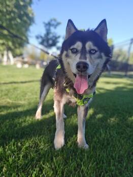 Siberian Husky Dogs Available for Adoption in San Rafael, California - Ross | PetCurious