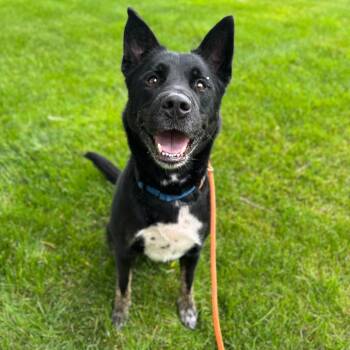 Laurence -  Shepherd Dog for Adoption in Grand Rapids, Michigan - Laurence | PetCurious