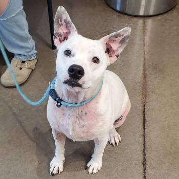 Rescue Mixed Breed Dogs for Adoption in Chattanooga, Tennessee - Piglet | PetCurious