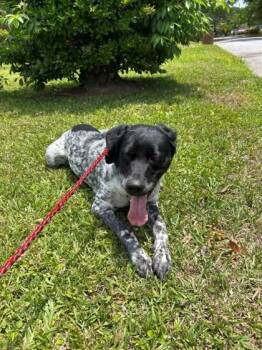 Mixed Breed Dogs Available for Adoption in Savannah, Georgia - Boogie | PetCurious