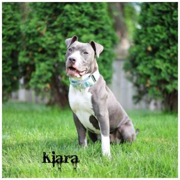 Kiara -  Terrier Dog for Adoption in Sioux Falls, South Dakota - Kiara | PetCurious