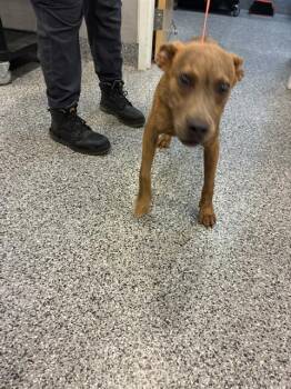 KIP -  Mixed Breed Dog for Adoption in Palmetto, Florida - KIP | PetCurious
