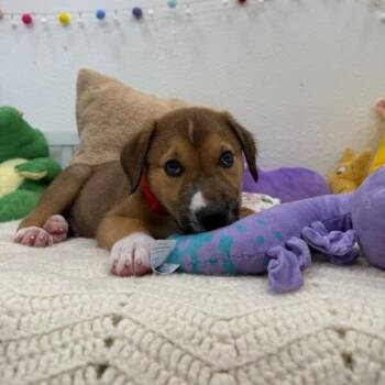 Tank Snugglebug -  Labrador Retriever and Terrier Dog for Adoption in Friendswood, Texas - Tank Snugglebug | PetCurious