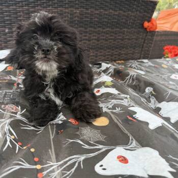 Neo -  Cavalier King Charles Spaniel and Miniature Poodle Dog for Adoption in Louise, Texas - Neo | PetCurious